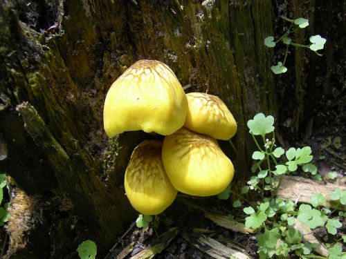 yellow mushroom mushrooms forest