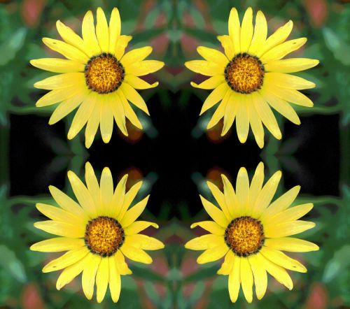 Yellow Namakwaland Daisy Repeat