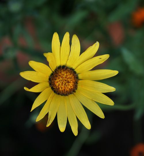 Yellow Namakwaland Daisy