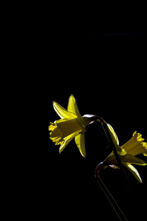 Yellow Narcissus