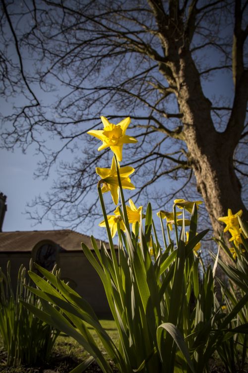 Yellow Narcissus