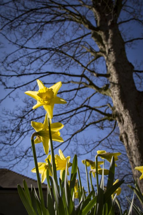 Yellow Narcissus