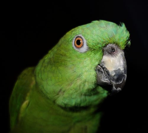 yellow neck amazone parrot amazone
