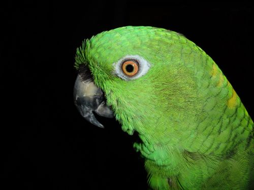yellow neck amazone parrot amazone
