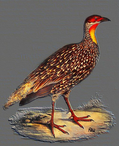 yellow-necked spur fowl wall art poster art