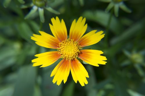 yellow orange flower bloom garden orange