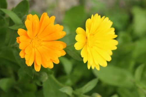 Yellow Orange Flowers