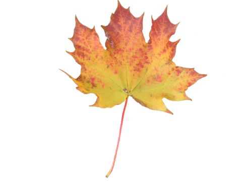 Yellow Orange Maple Leaf