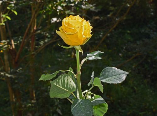 yellow-orange rose rose flower