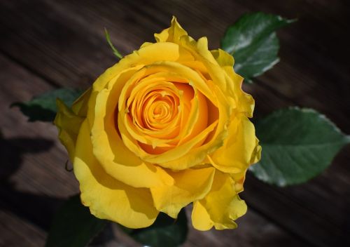 yellow-orange rose rose flower