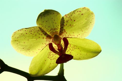 yellow orchid bright rear space orchid