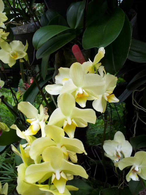 Yellow Orchid Flower In Blossom