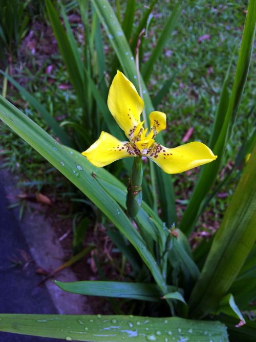 Yellow Orchid Flower