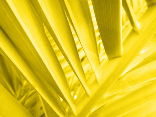 Yellow Palm Leaf