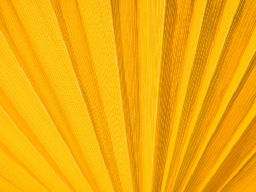 Yellow Palm Leaf Detail