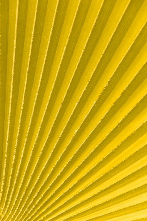 Yellow Palm Tree Leaf