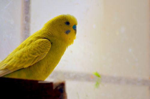 Yellow Parakeet