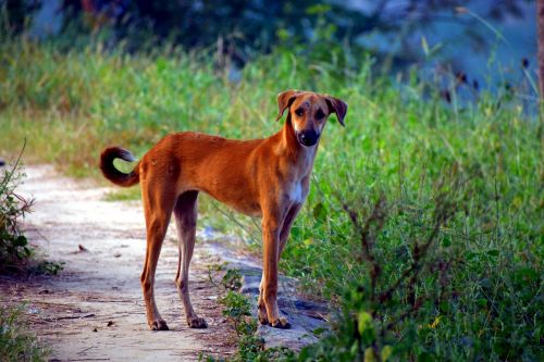 yellow pariah dog pye-dog canine