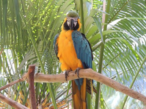 Yellow Parrot