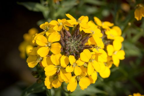 yellow pen nature plant