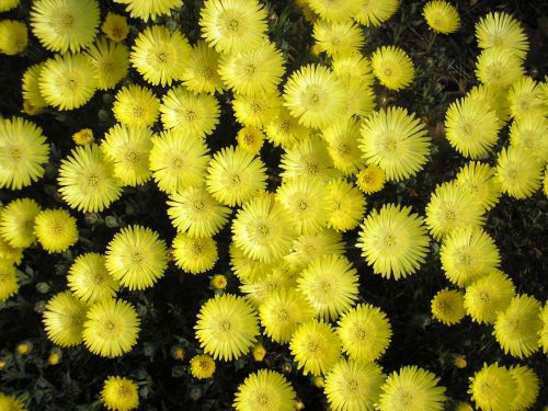 yellow pigface flower pigface