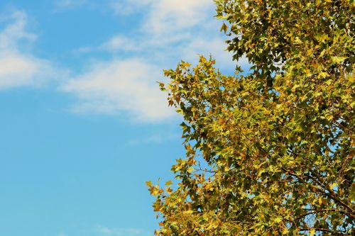 Yellow Plane Tree