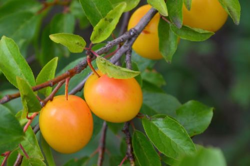 yellow plums fruit fruits