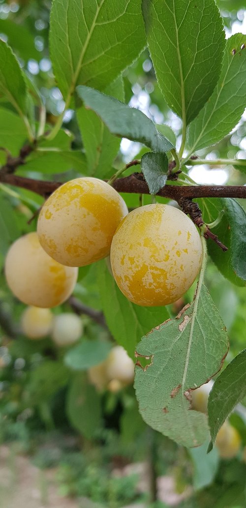 yellow plums  tree  mirabelle plum tree