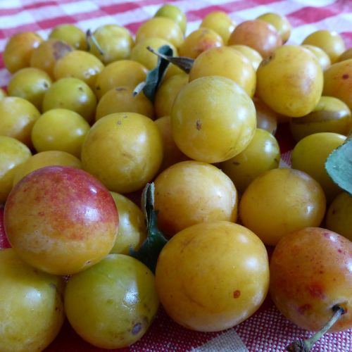 yellow plums fruit vitamins