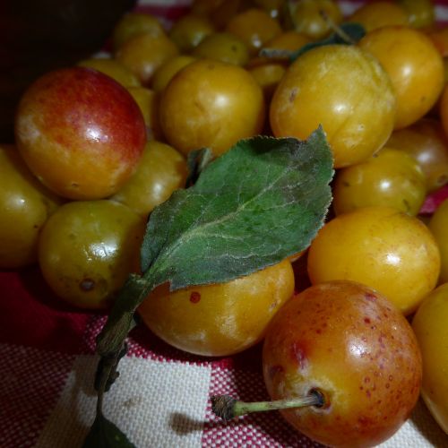 yellow plums fruit vitamins