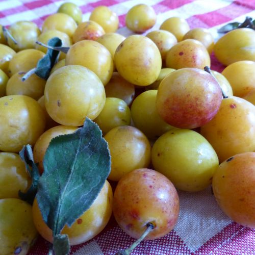 yellow plums fruit vitamins