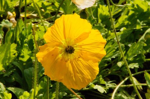 yellow poppy poppy poppy flower