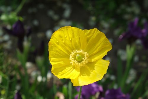 yellow poppy plant blossom