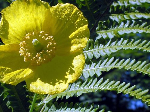 yellow poppy fern garden