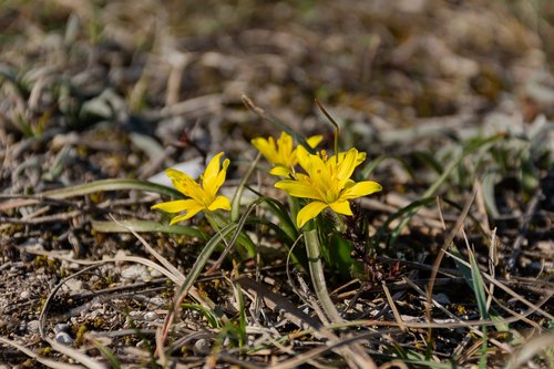 yellow primroses  yellow flowers  spring flowers