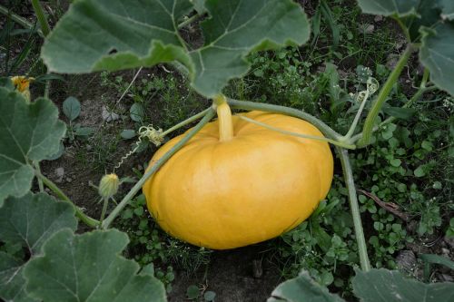 yellow pumpkin garden vegetable garden