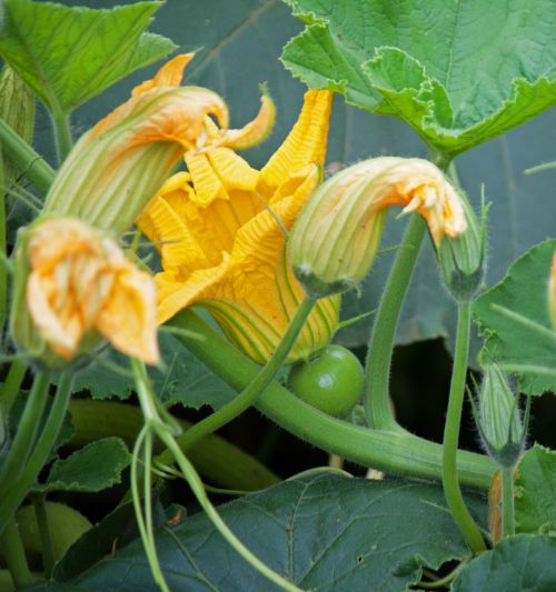 Yellow Pumpkin Flower