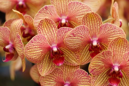 Yellow Red Orchids