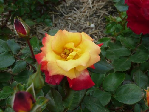 yellow-red rose flower flowers
