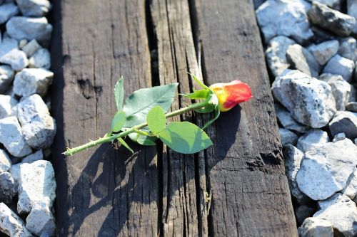 yellow red rose on railway station outdoor