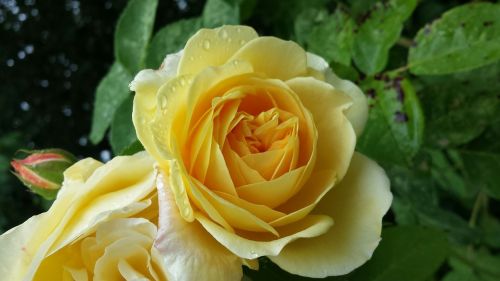 yellow rose flora rose