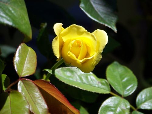 Yellow Rose