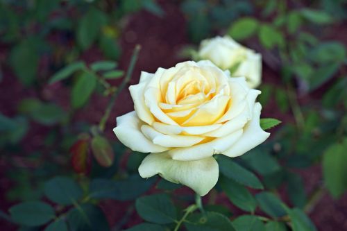 yellow rose flower garden