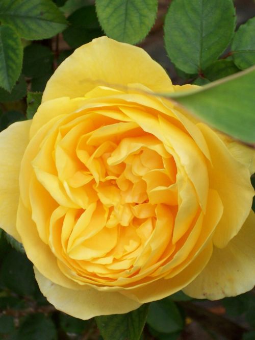 Yellow Rose