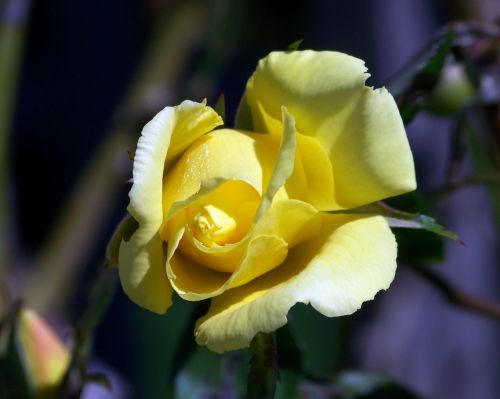 Yellow Rose