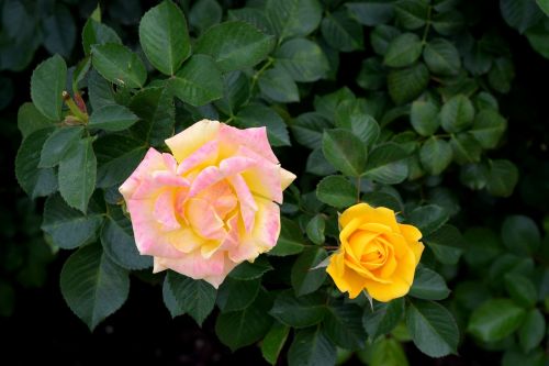 yellow rose flower fresh
