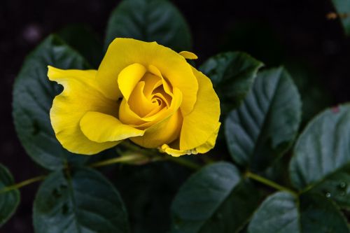 Yellow Rose