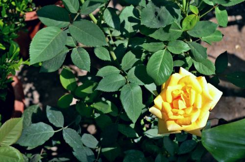 Yellow Rose