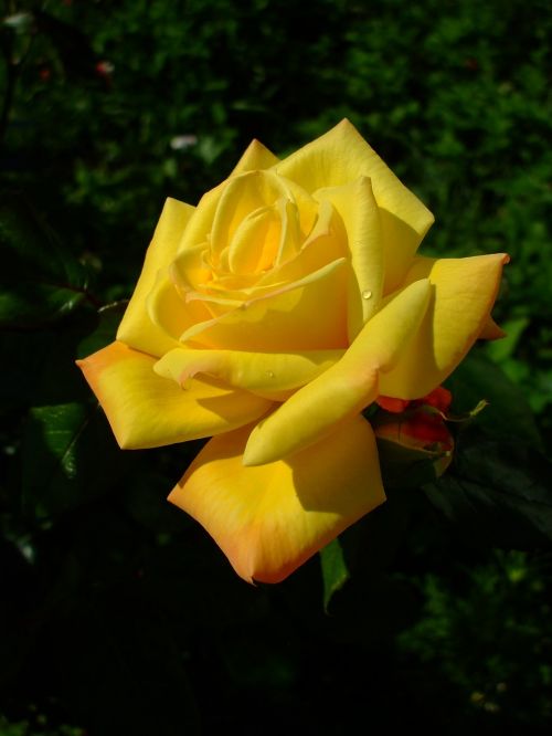 yellow rose rose bloom