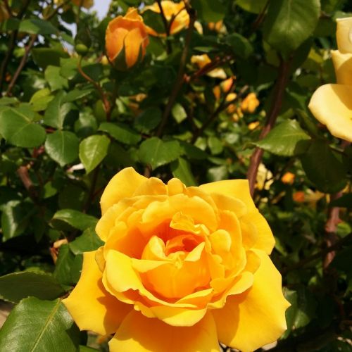 yellow rose rosa roses
